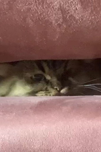 A Cat's Ascend To Claustrophobic Tranquility (2022)