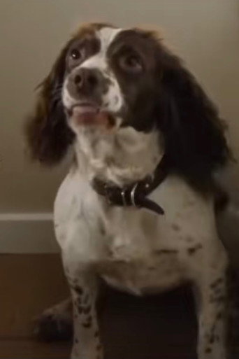 Rosa the Dog