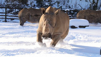 #5 Animal Park