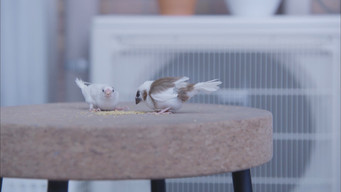 Episode 7 — Episode 7