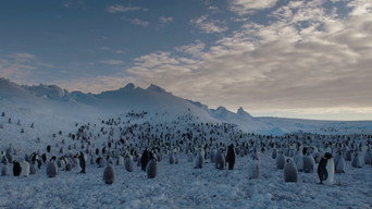 Les Secrets des animaux des glaces (2017)