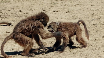 Wild Fighters (2021- )