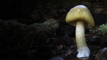Revealed: Death Cap Murders (2025)