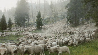 Sweetgrass (2009)