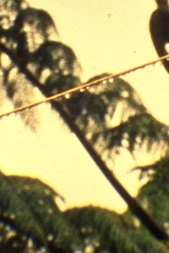 I am an open window (2015)