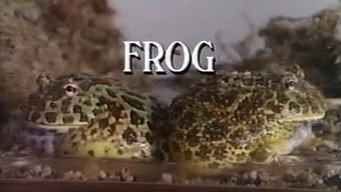 #5 Frog