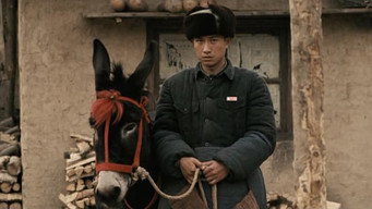 A Tale of Two Donkeys (2008)