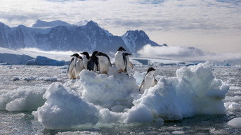 #8 Penguins