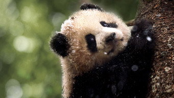 #6 Panda Goes Wild