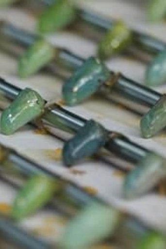 Bugs Under My Skin poster