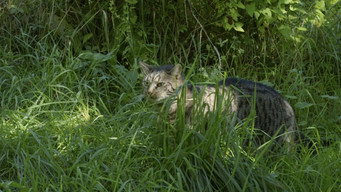 Tomcat media image