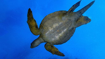 Wild Galapagos: Pristine Seas (2017)