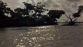 #6 Wind Across the Everglades