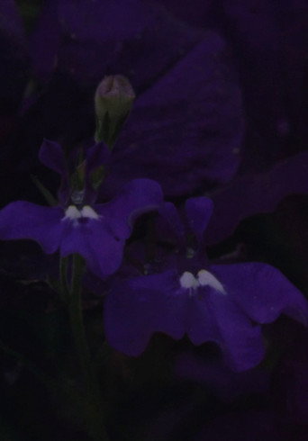 Flower Bed — Pôsteres 2