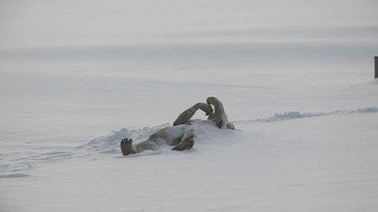 #4 The Last Winter