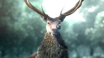 Anima media image