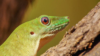 #7 Madagascar Weirdest