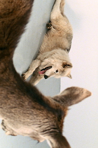 Deeparture (2005)
