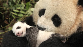 Panda Goes Wild (2019)