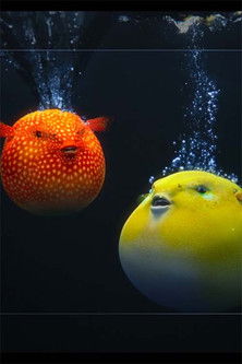 Dolby Atmos and Dolby Vision Demo: Pufferfish poster