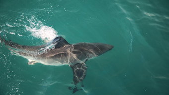 Shark Eat Shark (2023)