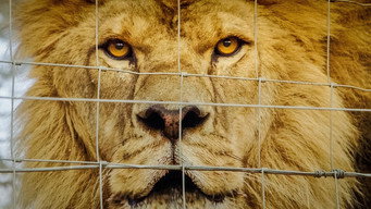 Lions, Bones & Bullets (2021)