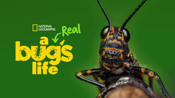 #9 A Real Bug's Life