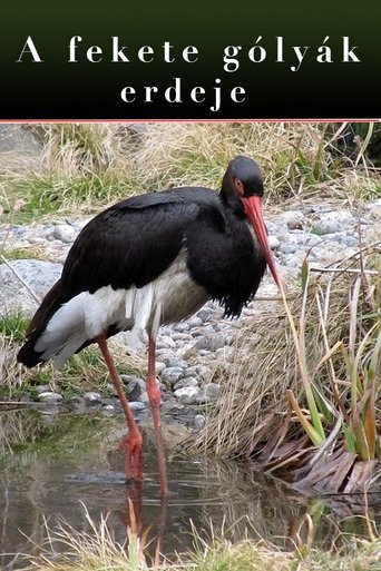 The Forest Of Black Storks