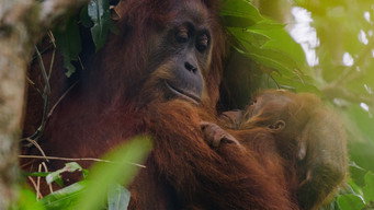 Orangutan (2026)