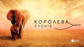 #7 Королева слонів