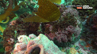 Coastal Africa (2015)