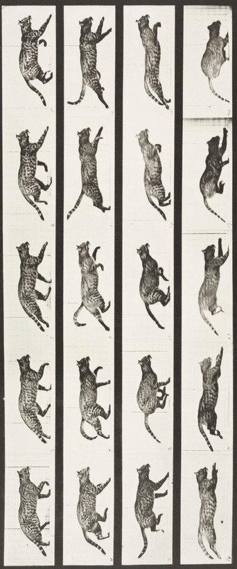 Cat Trotting, Changing to a Gallop poster