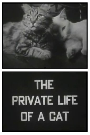 poster The Private Life of a Cat