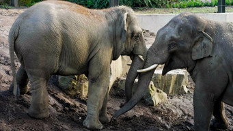 Het Echte Leven in de ZOO (2024-2026)