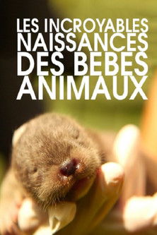 Les incroyables naissances des bébés animaux poster