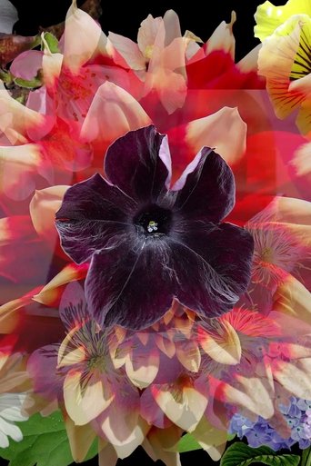 Mix Wildflower Seeds (2017)