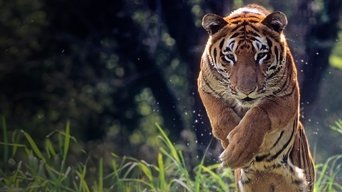 Extreme Animals - S1E01