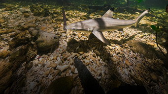 #7 Baby Sharks