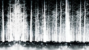 The Blair Witch Project backdrop 3