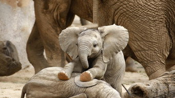 #4 Elephants Up Close