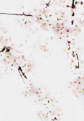 Cherry Blossoms Nakameguro (2016)