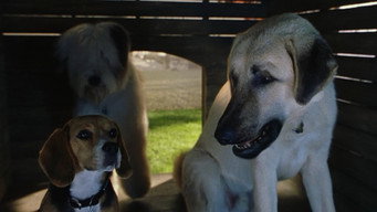 Cats & Dogs backdrop 5
