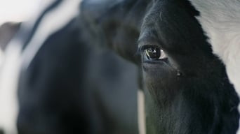 Vaca (2018)