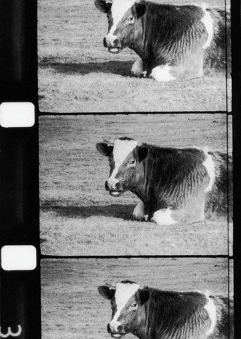La vache qui rumine