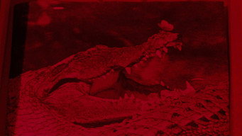 #5 The Great Alligator