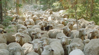 Sweetgrass (2009)