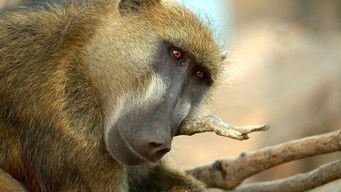 Natural World (1983) 予告編