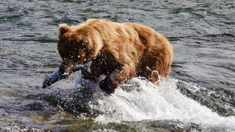Wild Alaska Live (2017)