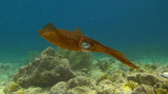 Amazing Ocean 3D (2013)