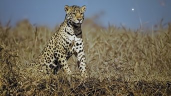 Planeta nocturno: a todo color S01E03